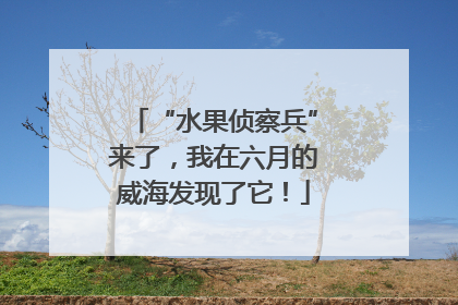 “水果侦察兵”来了，我在六月的威海发现了它！