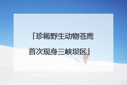 珍稀野生动物苍鹰首次现身三峡坝区