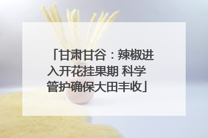甘肃甘谷：辣椒进入开花挂果期 科学管护确保大田丰收
