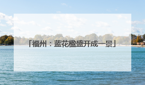 福州：蓝花楹盛开成一景