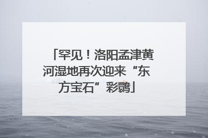罕见！洛阳孟津黄河湿地再次迎来“东方宝石”彩鹮