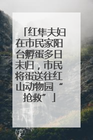 红隼夫妇在市民家阳台孵蛋多日未归，市民将蛋送往红山动物园“抢救”