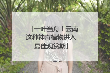 一叶当舟！云南这种神奇植物进入最佳观赏期