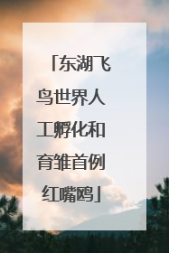东湖飞鸟世界人工孵化和育雏首例红嘴鸥