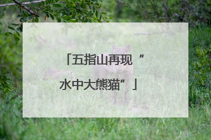 五指山再现“水中大熊猫”