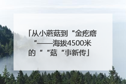 从小蘑菇到“金疙瘩“——海拔4500米的““菇“事新传