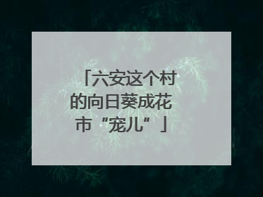 六安这个村的向日葵成花市“宠儿”
