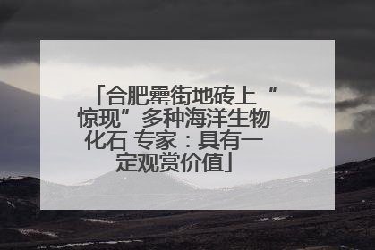 合肥罍街地砖上“惊现”多种海洋生物化石 专家：具有一定观赏价值