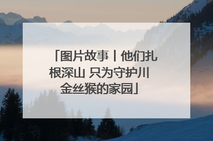 图片故事丨他们扎根深山 只为守护川金丝猴的家园