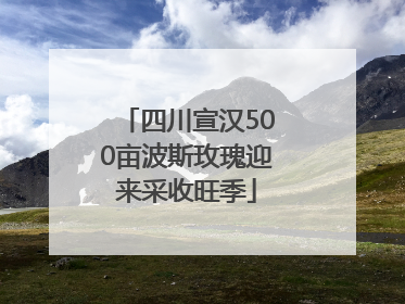 四川宣汉500亩波斯玫瑰迎来采收旺季
