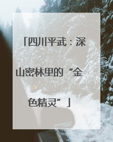 四川平武：深山密林里的“金色精灵”