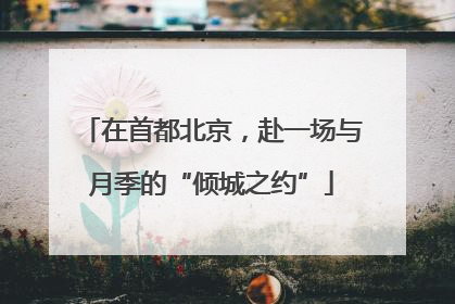 在首都北京，赴一场与月季的“倾城之约”