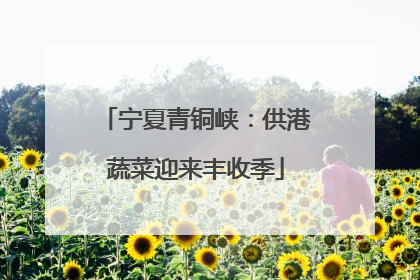 宁夏青铜峡：供港蔬菜迎来丰收季