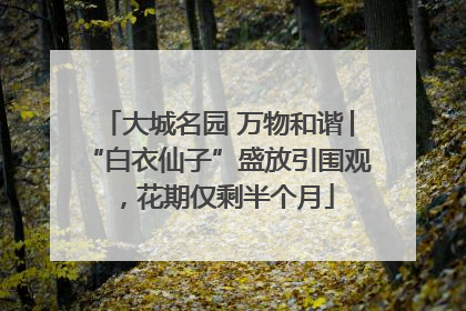 大城名园 万物和谐│“白衣仙子”盛放引围观，花期仅剩半个月