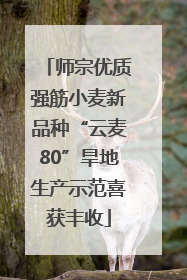 师宗优质强筋小麦新品种“云麦80”旱地生产示范喜获丰收