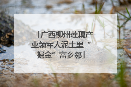 广西柳州莲藕产业领军人泥土里“掘金”富乡邻