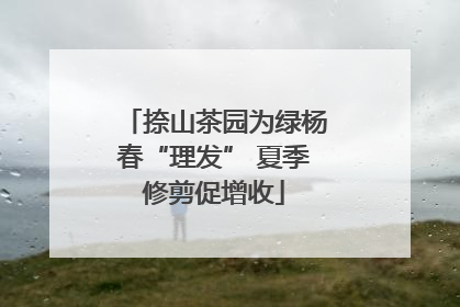 捺山茶园为绿杨春“理发” 夏季修剪促增收