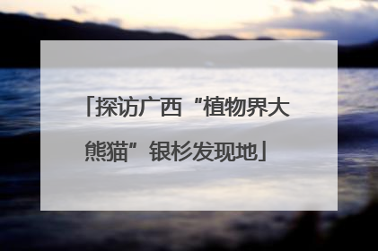 探访广西“植物界大熊猫”银杉发现地