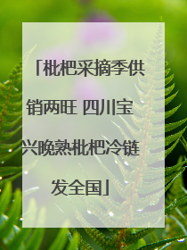 枇杷采摘季供销两旺 四川宝兴晚熟枇杷冷链发全国
