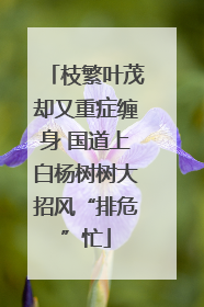 枝繁叶茂却又重症缠身 国道上白杨树树大招风“排危”忙