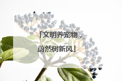 文明养宠物，蔚然树新风