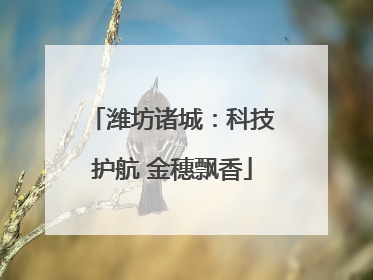 潍坊诸城：科技护航 金穗飘香