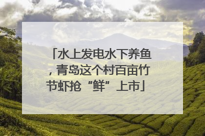 水上发电水下养鱼，青岛这个村百亩竹节虾抢“鲜”上市