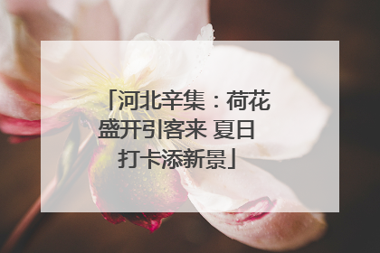 河北辛集：荷花盛开引客来 夏日打卡添新景