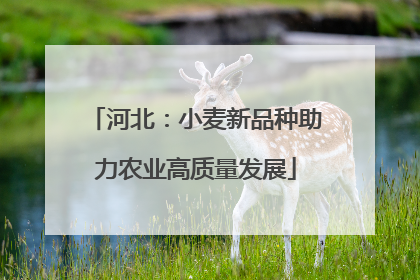河北：小麦新品种助力农业高质量发展