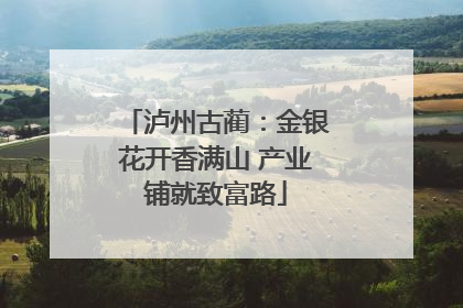 泸州古蔺：金银花开香满山 产业铺就致富路