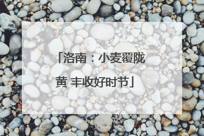 洛南：小麦覆陇黄 丰收好时节