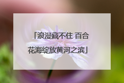 浪漫藏不住 百合花海绽放黄河之滨