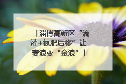 淄博高新区“滴灌+氮肥后移”让麦浪变“金浪”