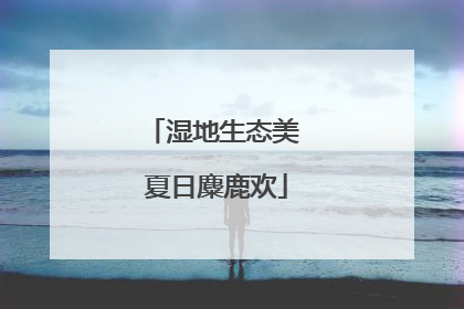 湿地生态美 夏日麋鹿欢