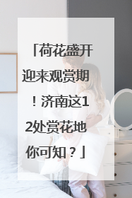荷花盛开迎来观赏期！济南这12处赏花地你可知？