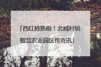 西红柿熟啦！北臧村镇智慧农业园区传喜讯