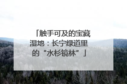 触手可及的宝藏湿地：长宁绿道里的“水杉镜林”