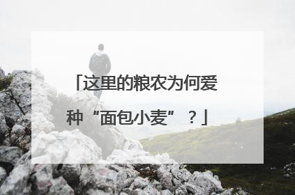 这里的粮农为何爱种“面包小麦”？