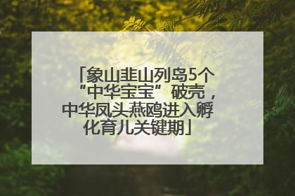 象山韭山列岛5个“中华宝宝”破壳，中华凤头燕鸥进入孵化育儿关键期