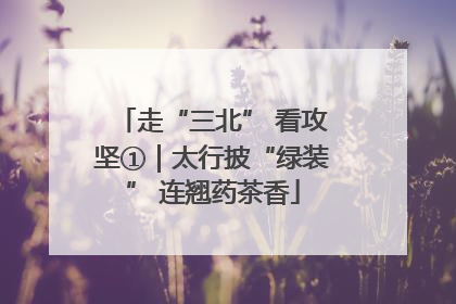 走“三北” 看攻坚①｜太行披“绿装” 连翘药茶香