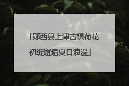 郧西县上津古镇荷花初绽邂逅夏日浪漫
