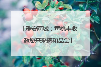 雅安雨城：黄桃丰收 邀您来采摘和品尝