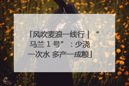 风吹麦浪一线行｜“马兰 1 号”：少浇一次水 多产一成粮