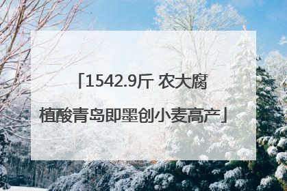 1542.9斤 农大腐植酸青岛即墨创小麦高产
