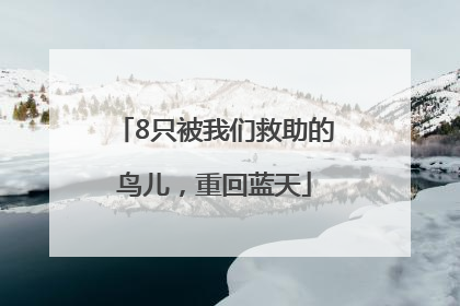 8只被我们救助的鸟儿，重回蓝天